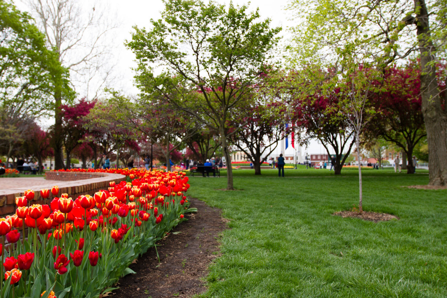 84th ANNUAL TULIP TIME